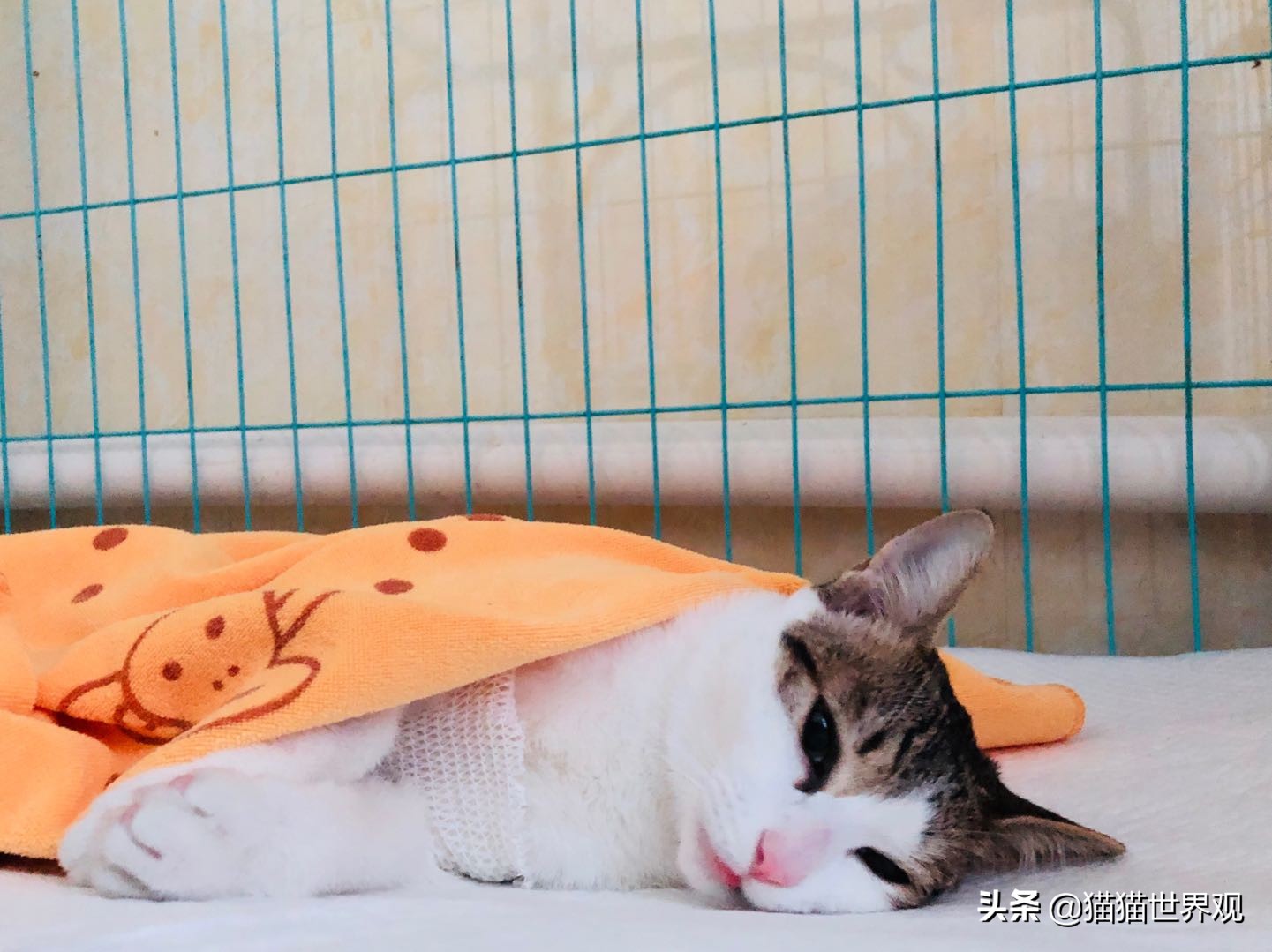 猫咪绝育手术后该如何护理才正确,猫咪绝育手术全过程母猫