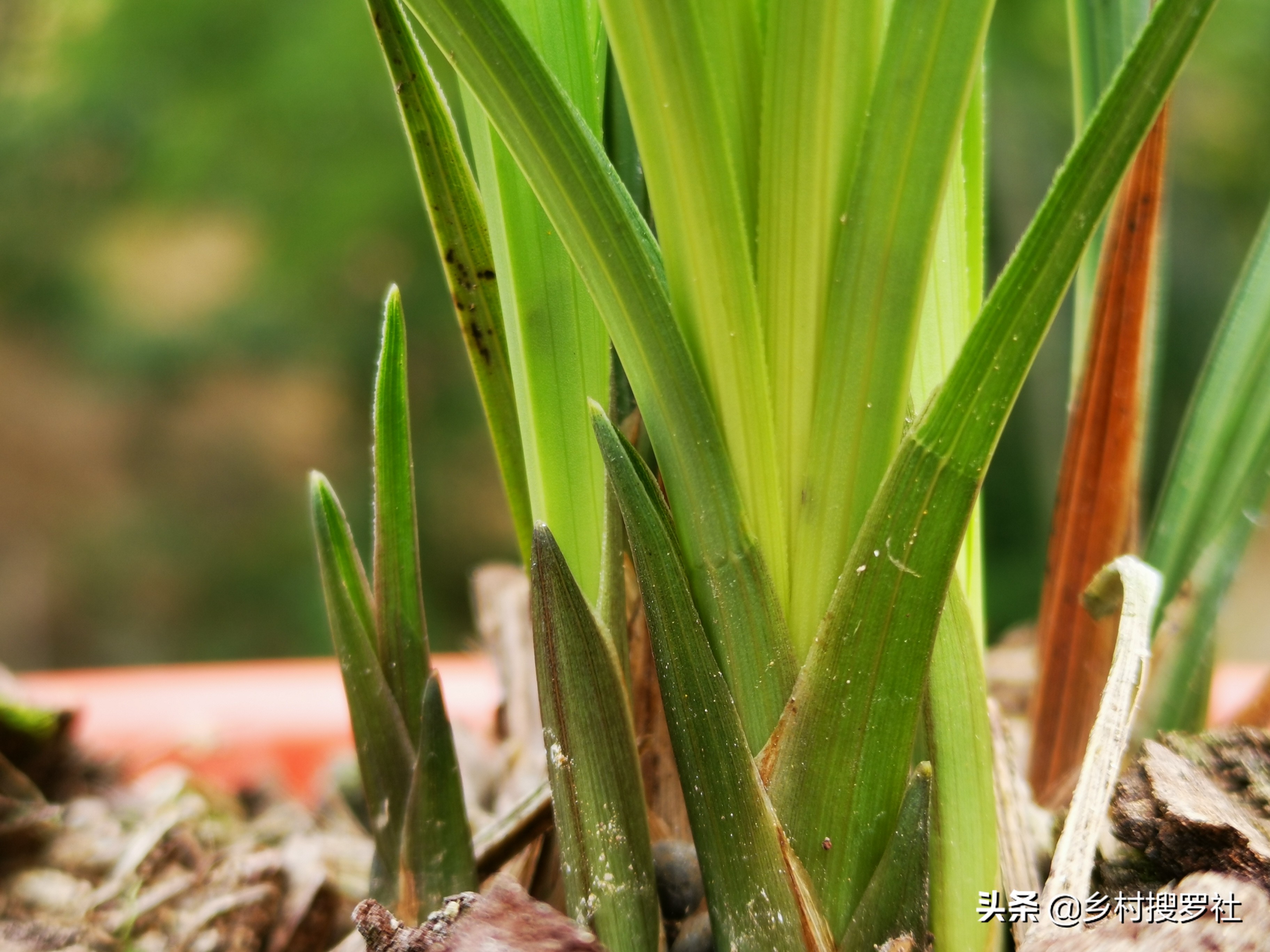 春兰蕙兰几月孕育花苞,春兰是不是只有春天才开花