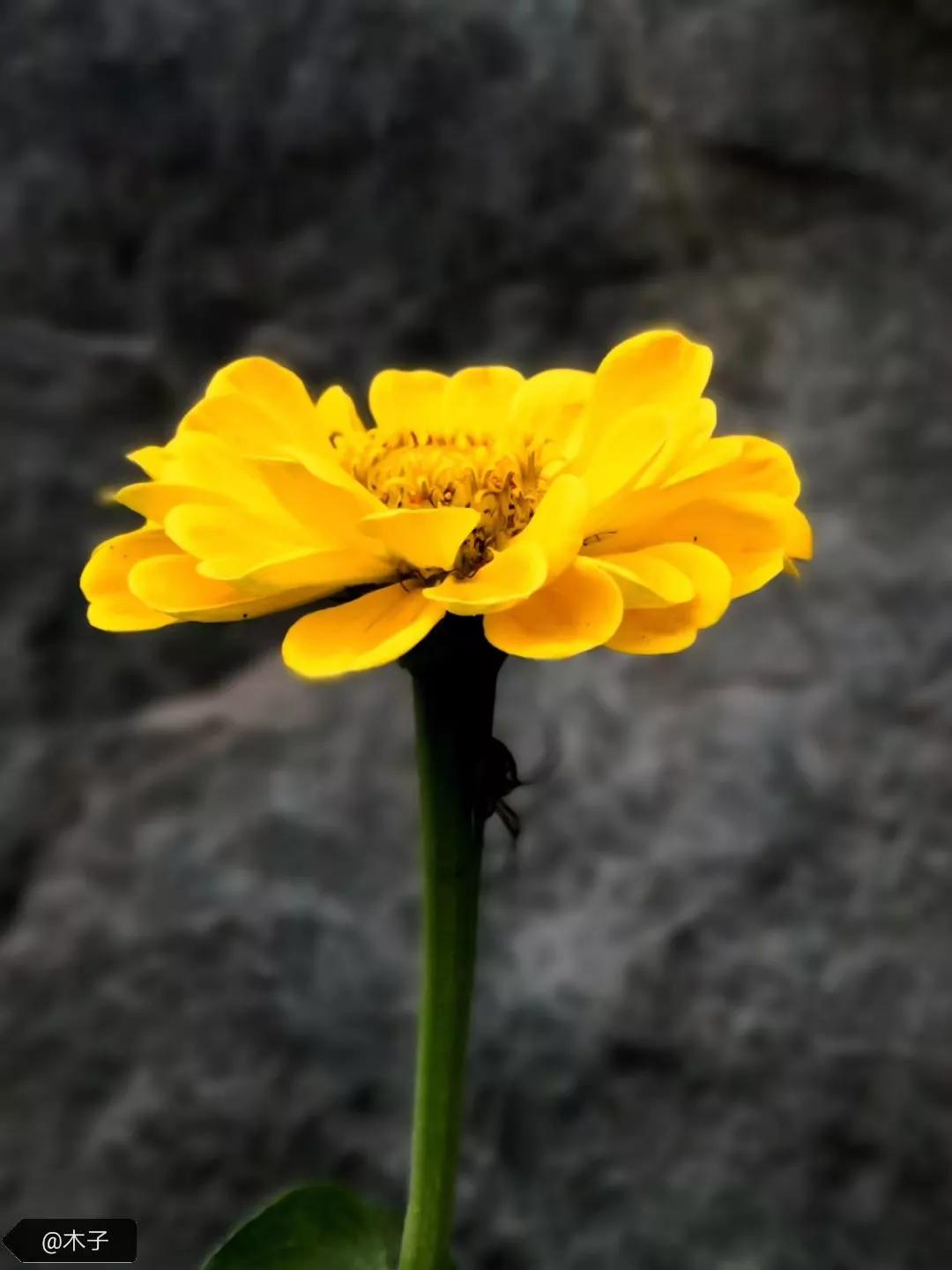 又见五台山主题曲,又见五台山门票多少钱一张