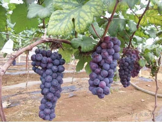 阳光玫瑰葡萄大棚高产种植技术,种植葡萄学习