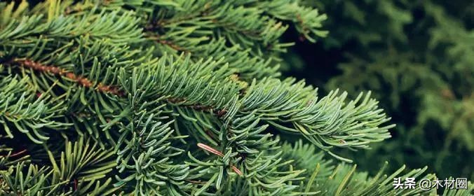 加拿大盛产哪些木材,加拿大bc省真实图片