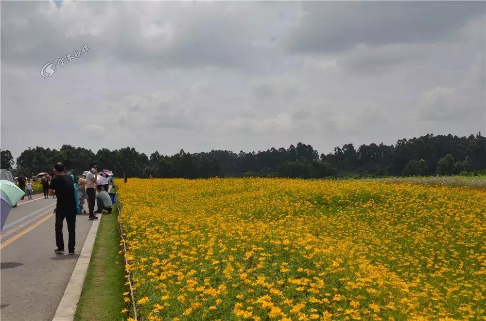 双流哪里可以赏花看飞机,双流附近赏花攻略路线