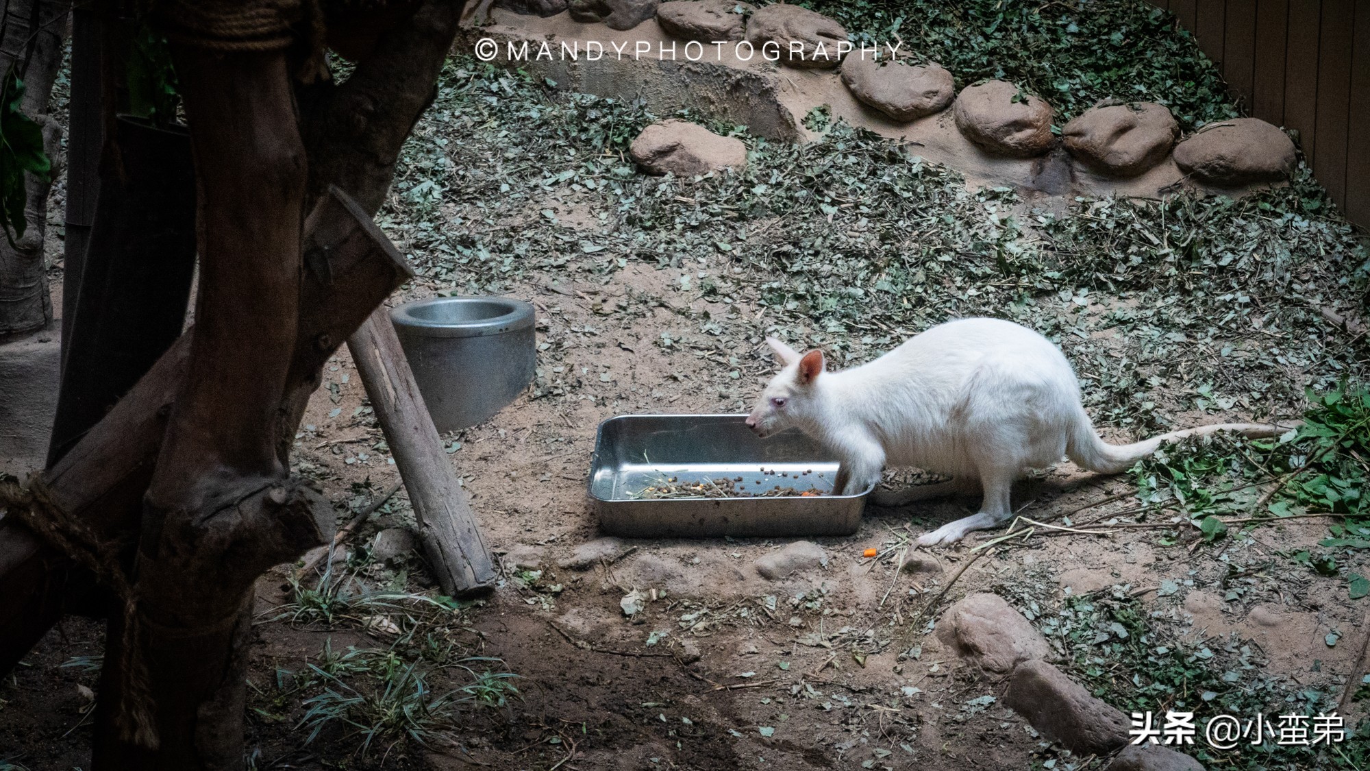 香港巡礼|是谁！敢拿水枪给20岁的海贼王庆生？