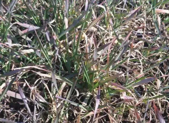 小麦缺肥发黄怎么办,小麦根发黄是什么病