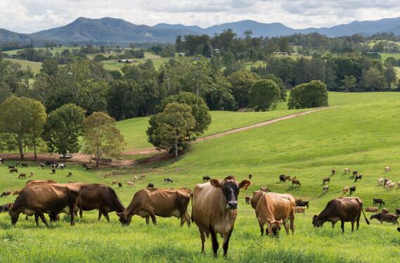 融侨集团主业,融侨集团有哪些产业
