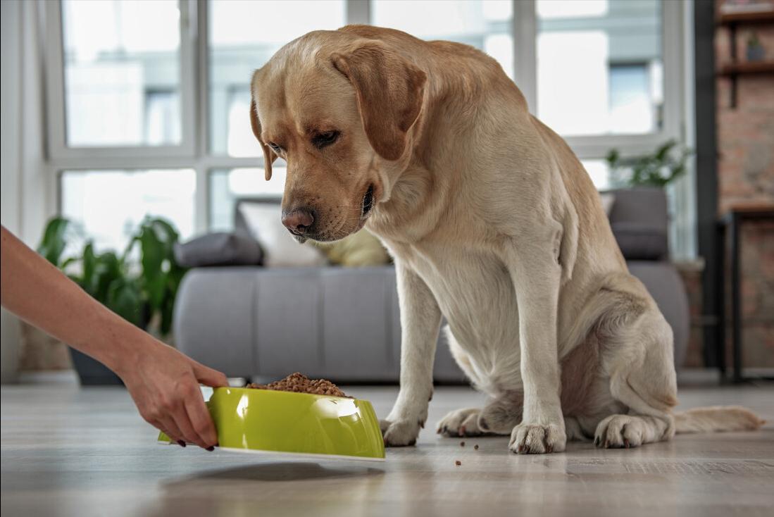 再穷也要养这三种宠物狗,最不挑食的是哪几种狗