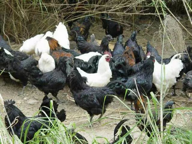 吃鸡要注意哪些东西的安全,吃鸡的忌口