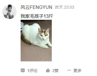 猫咪太肥胖可以节食吗,猫咪吃什么能长胖如何让猫咪长肉