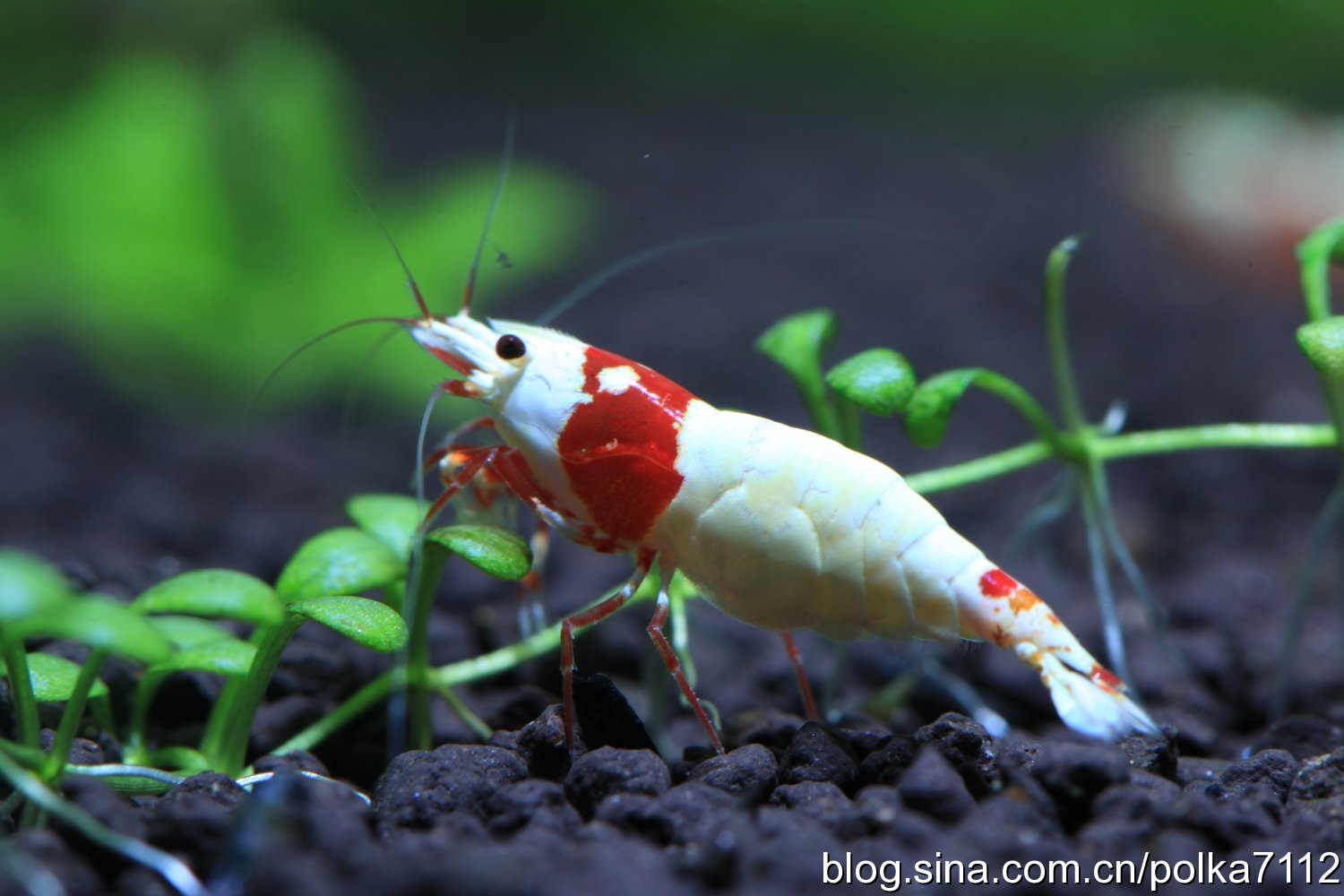 水晶虾产卵用单独饲养吗,水晶虾饲养视频教程