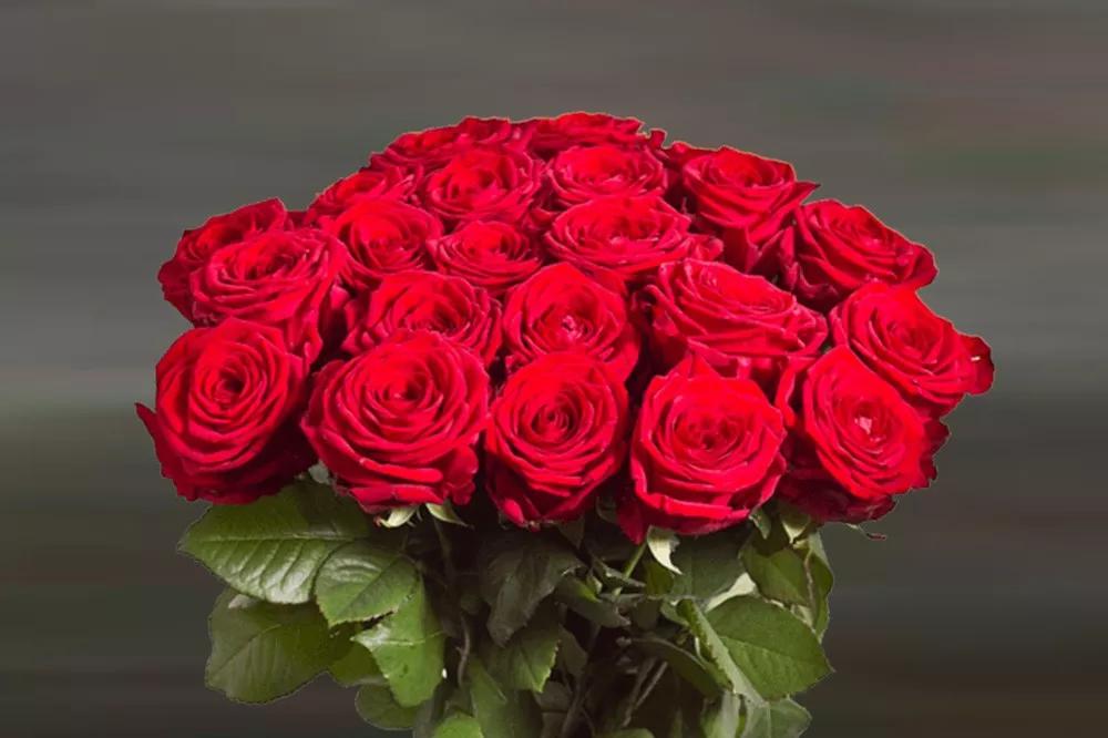 花店常用玫瑰花品种大全,一篇文章带你认识三亚40种花