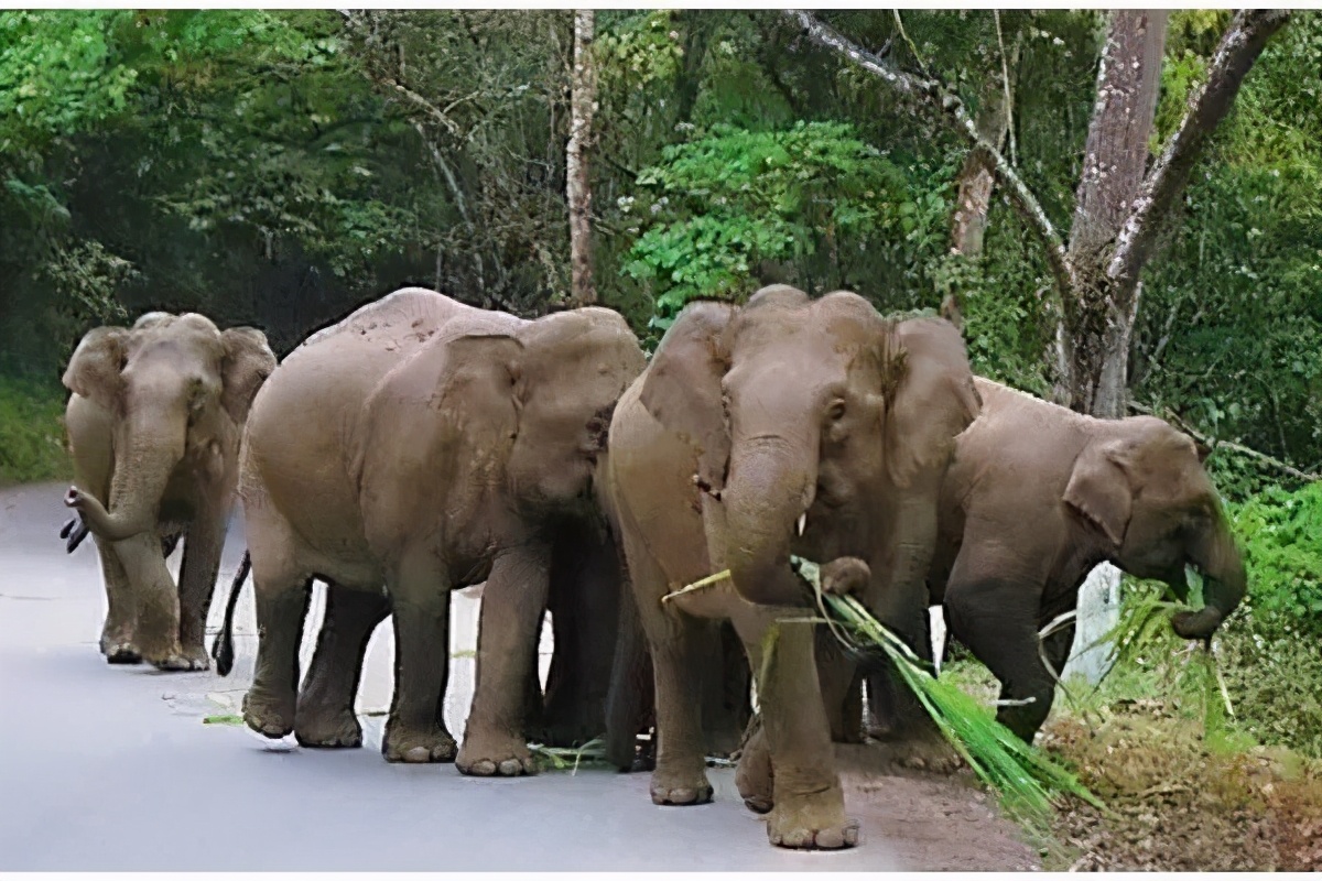 头顶“双蛇头”!巨型飞蛾在云南现身,展翅后比知名博主的脸还大