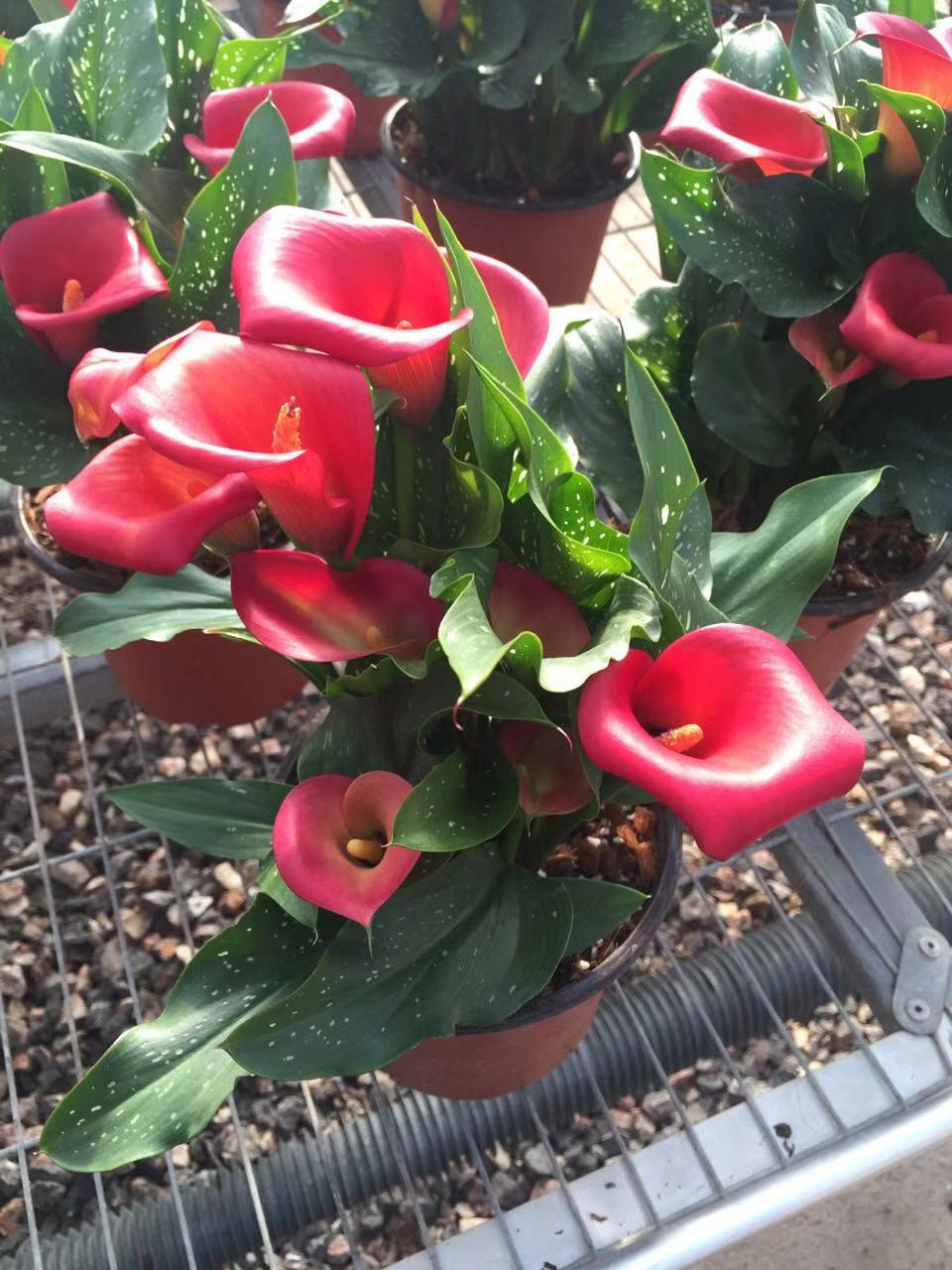 马蹄莲适合在客厅养殖吗,马蹄莲的介绍和养殖推荐