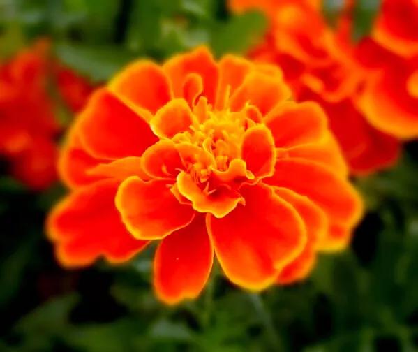 孔雀草叶,孔雀草花色艳丽