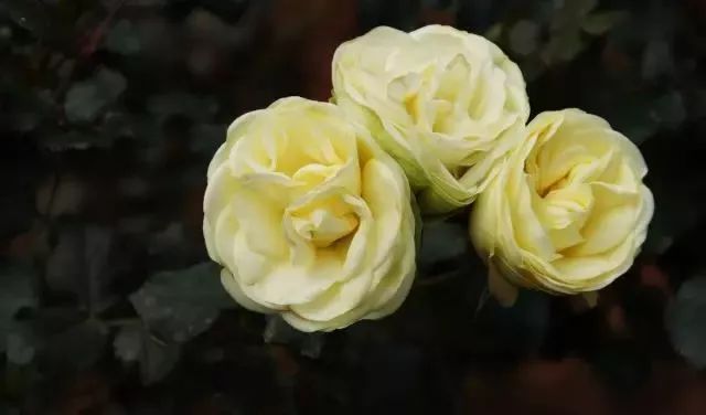 一万年一次的2020520；一起认识100种玫瑰~别送错啊