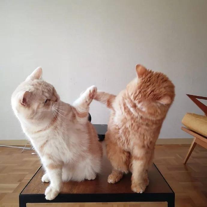 养猫女孩必备知识有哪些,分享养猫知识猫咪动画