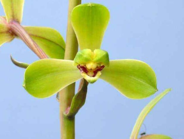 乾隆时，江苏医师无意发现了一兰花，兰友们称其为：赤惠梅瓣之王