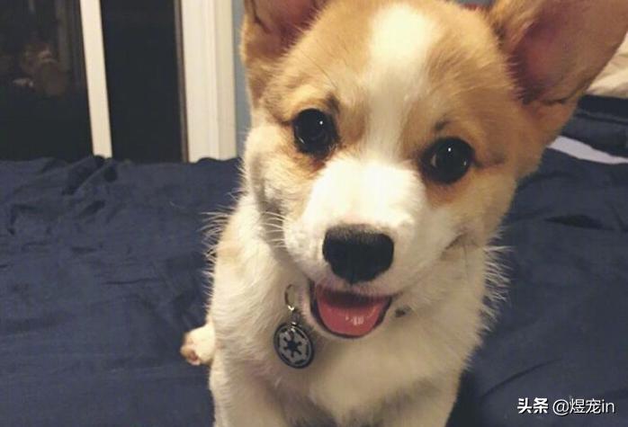 小区狗狗随处大小便怎么办,怎么让狗狗不随地大小便教程