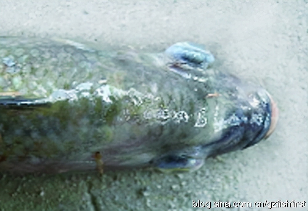 罗非鱼细菌病害防治,罗非鱼得链球菌病的对比图