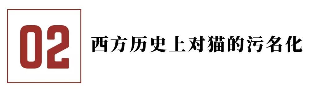 你不知道的猫咪事情,你不知道的猫咪睡姿大揭秘