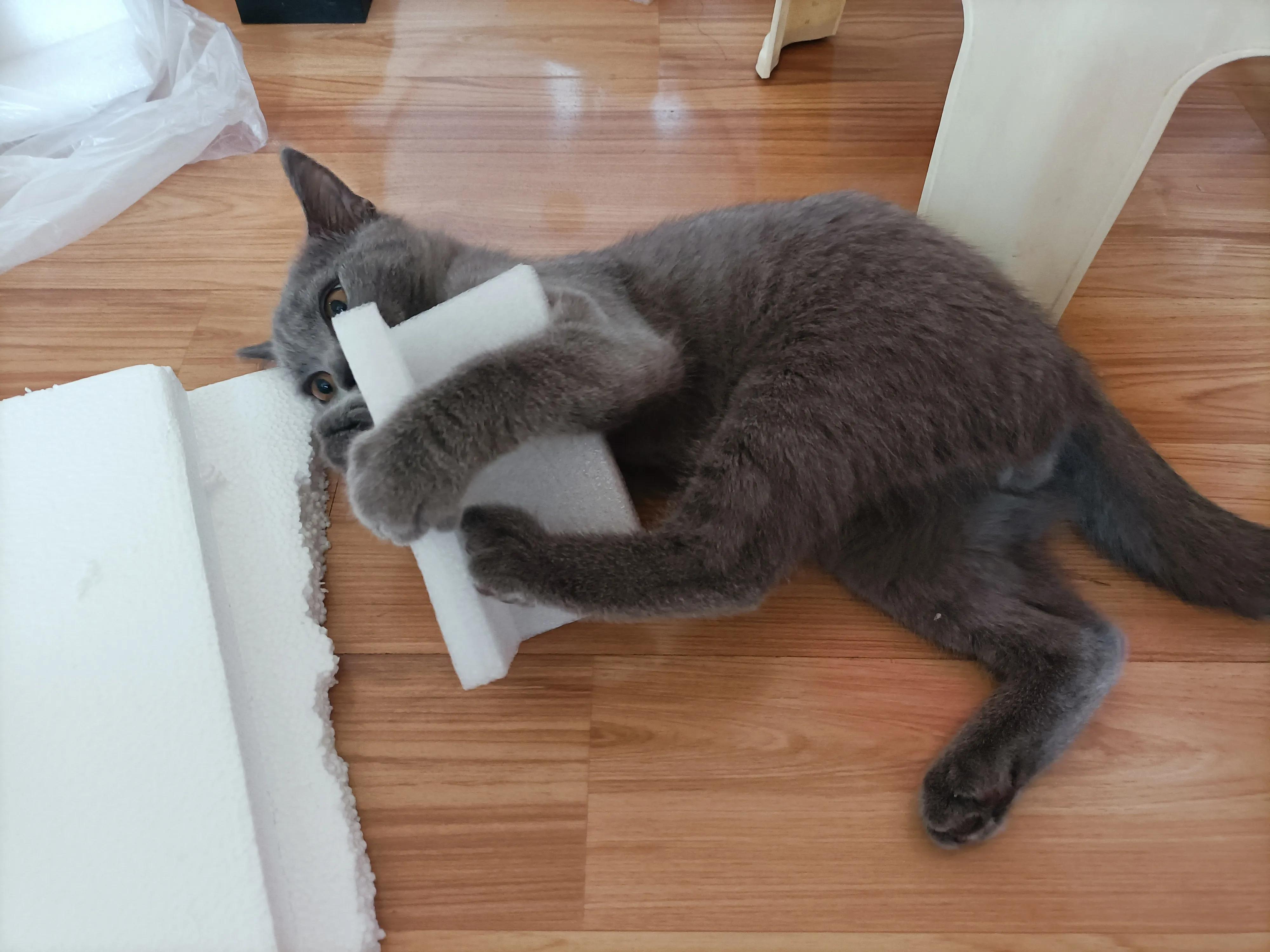 猫笼养等同虐待吗,可以养小猫咪吗