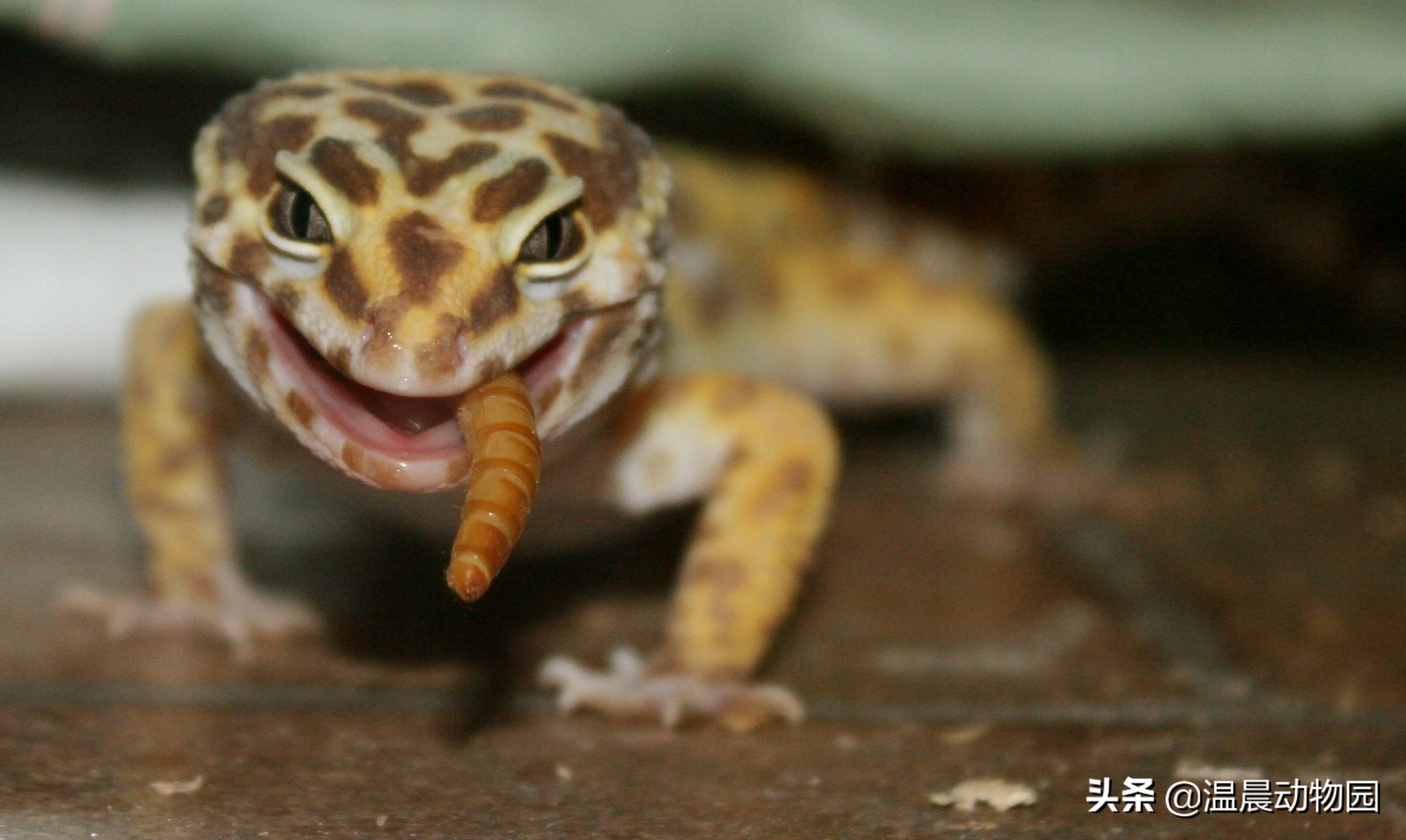 豹纹守宫饲养需要什么东西,饲养豹纹守宫需要准备什么