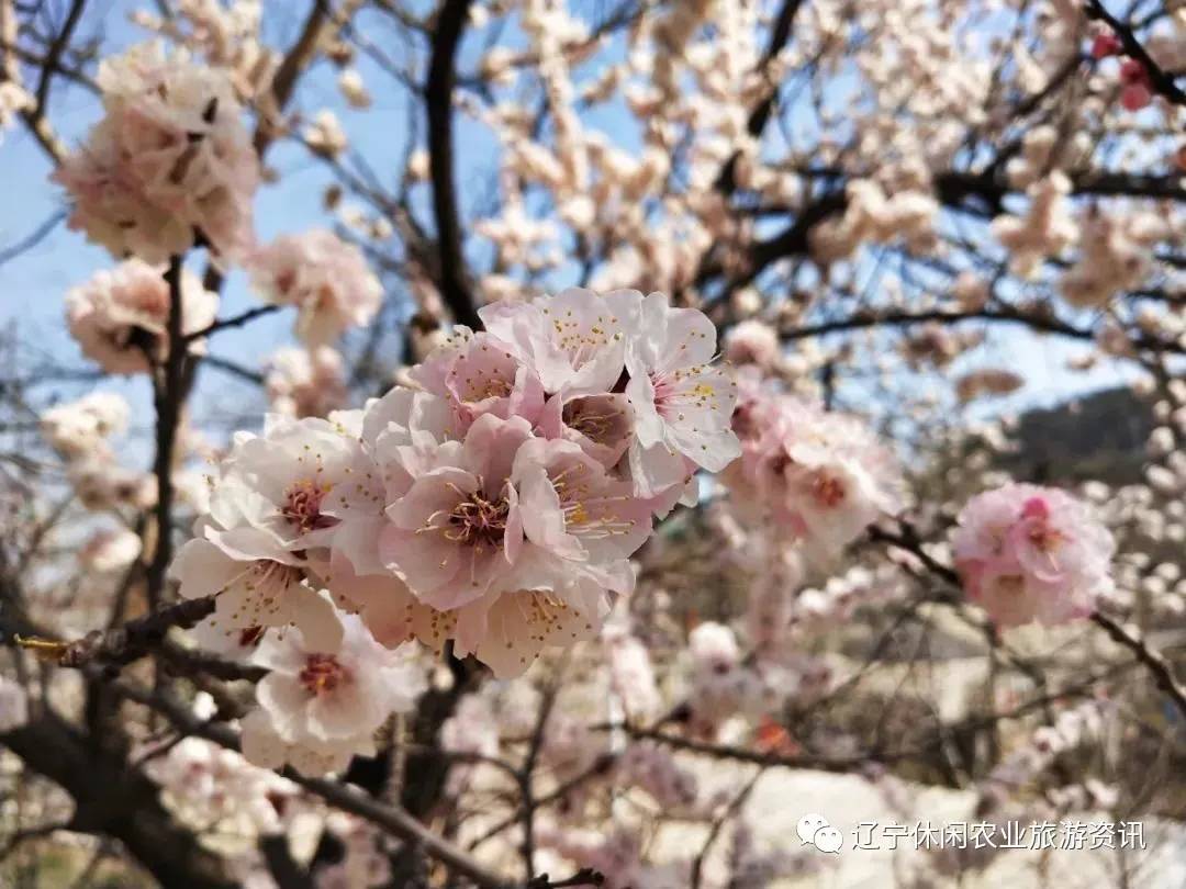 旅顺杏花村风景,旅顺杏花微雨醉春风