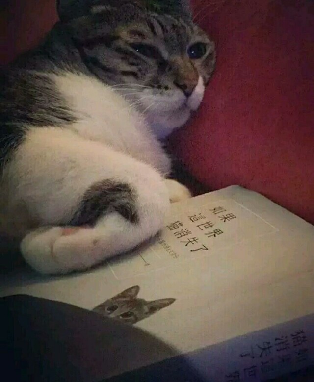 睡不着想念一个人用古文表达,想念一个人无法入眠的句子