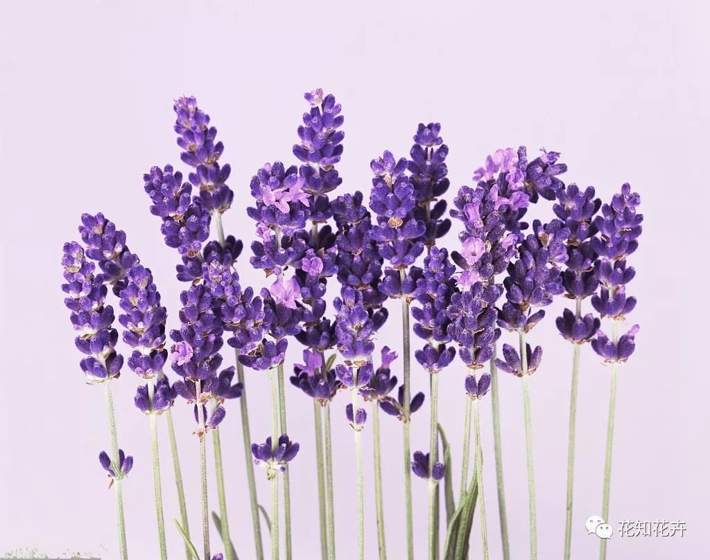 衣草精油真假辨别方法视频,薰衣草真假辨别图解大全