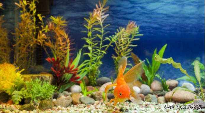 鱼儿突然死亡预示着什么,鱼儿突然死亡的原因