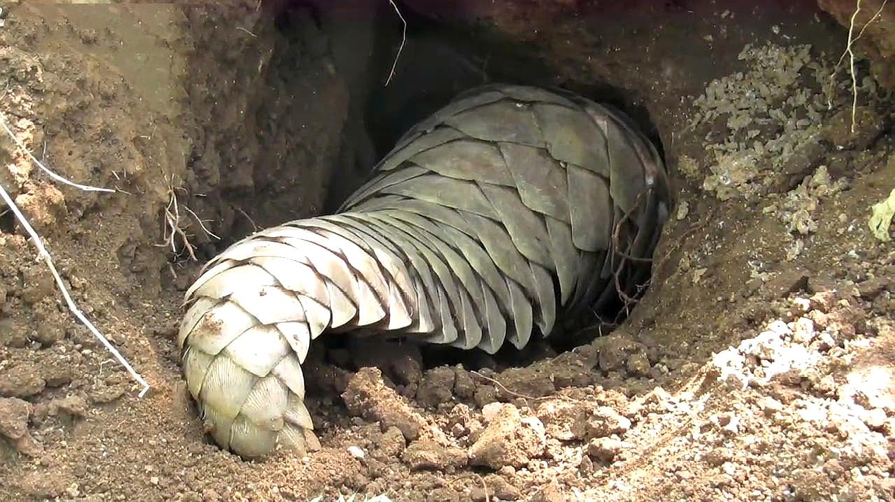 收穿山甲被处罚,穿山甲被判刑案例