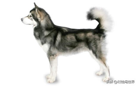 汪星人百科,汪星人宠物狗视频