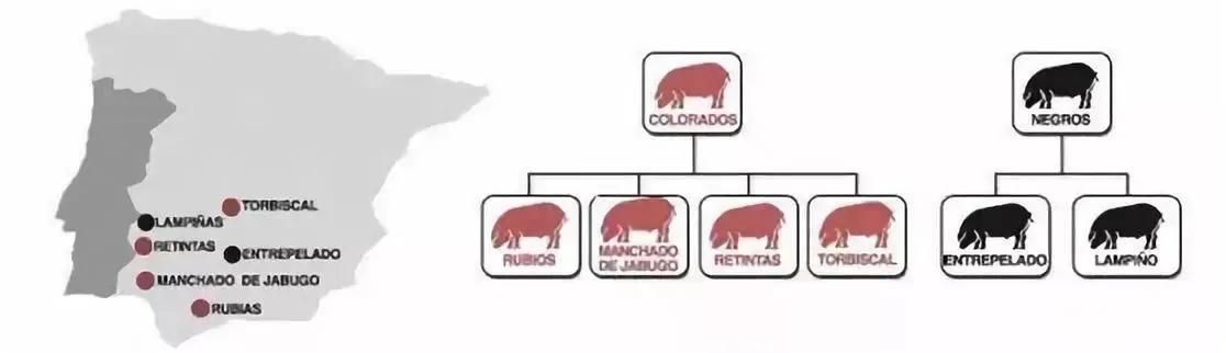 西班牙火腿制作过程,西班牙火腿值得吃吗