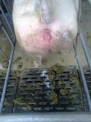 后备母猪排出白色粘液是怎么回事,后备母猪排出淡黄液体