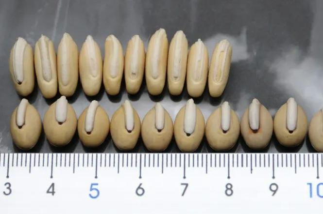 买白扁豆避坑,白扁豆煲汤需要泡吗