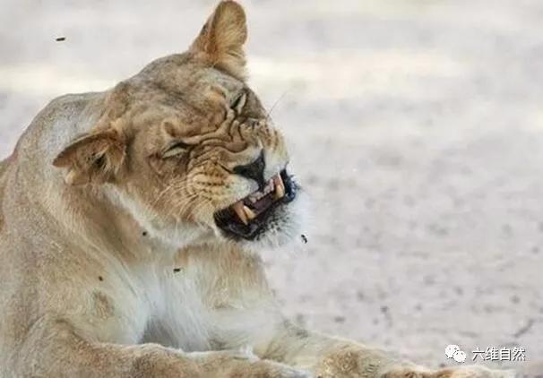 雄狮战败回狮群被攻击,雄狮入侵时群母狮为何不战斗