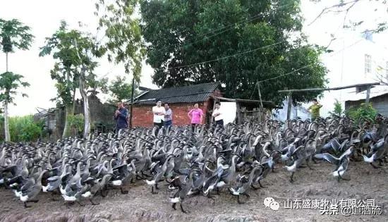 鸭配种技术,母鸭的人工配种技术教程