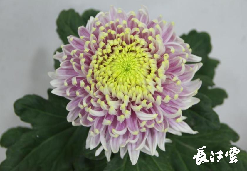 春季菊花苗,福利来了快来抢购