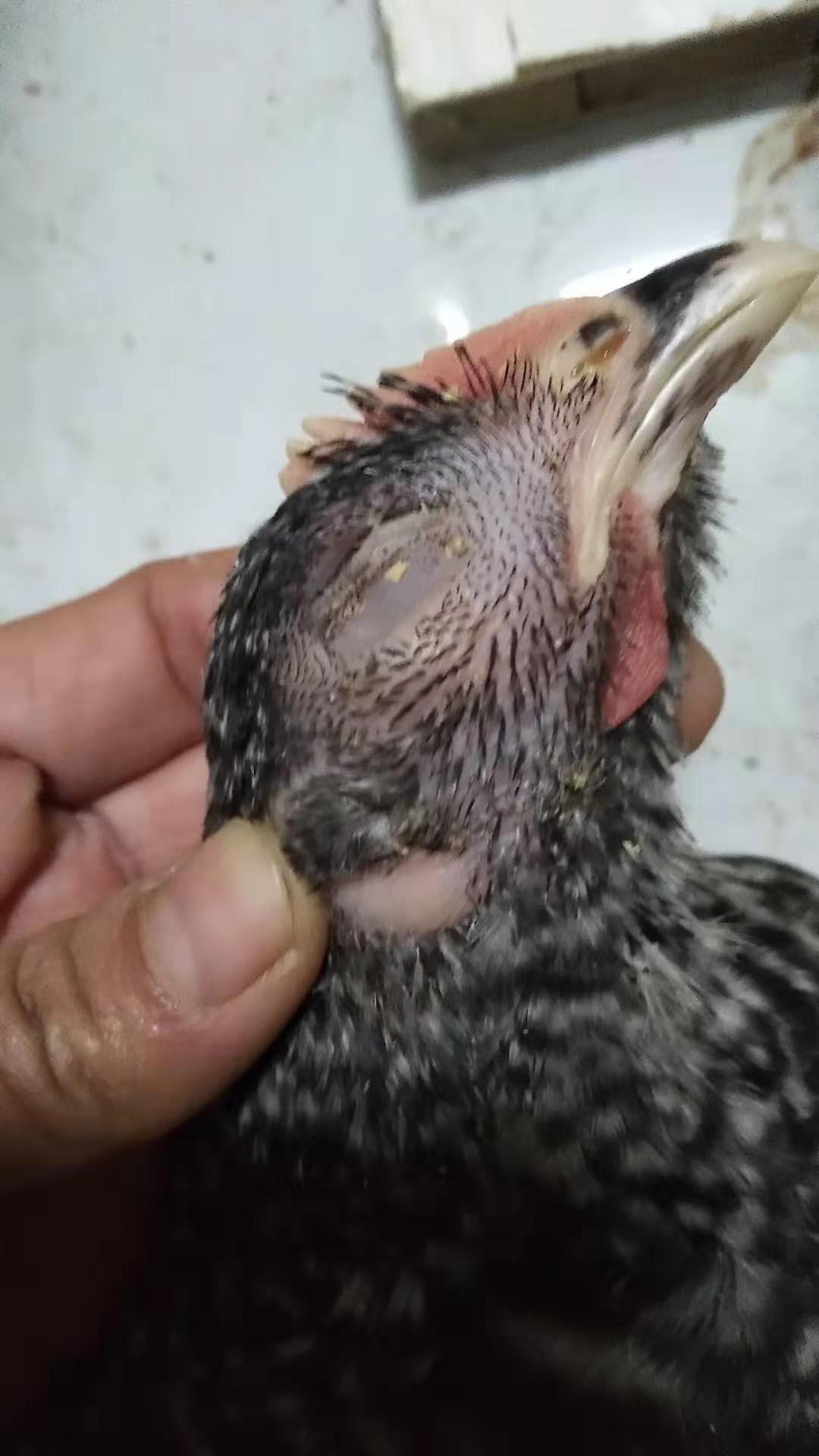 鸡新城疫和流感混感治疗方法,鸡支原体病是传染病吗