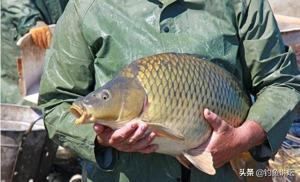鲤鱼最爱吃三种饵料品牌,鲤鱼最爱的食物排行榜