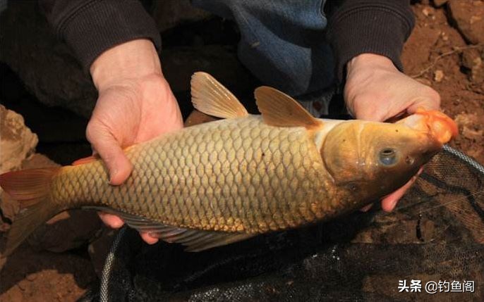 钓鱼手竿挂底最佳解决方法,钓竿太硬有什么办法解决