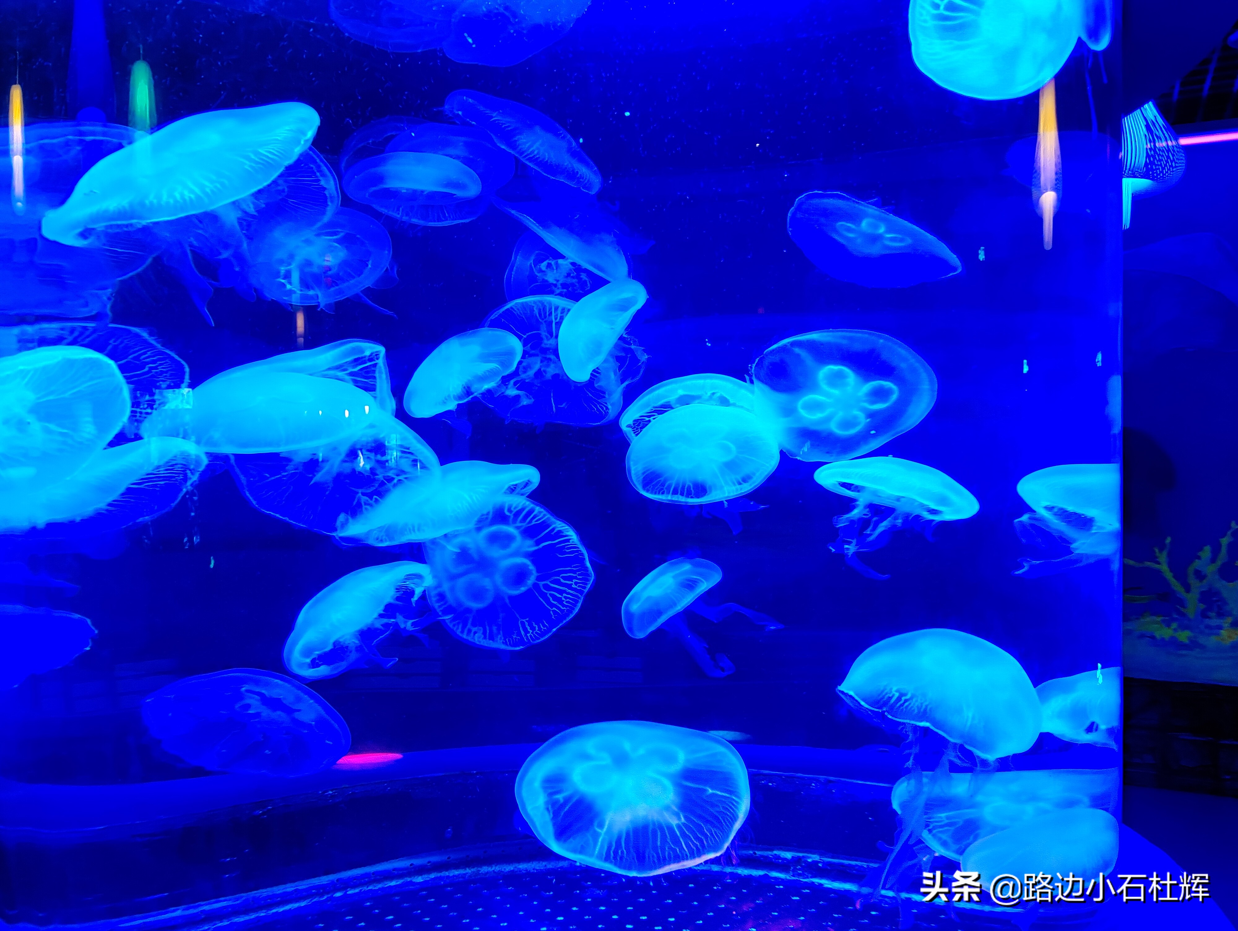 北京海洋馆游玩一览表,北京太平洋海洋馆海底世界