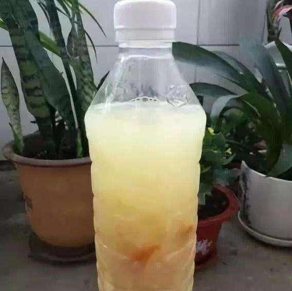 家庭养花的垃圾处理,垃圾养花有哪些好处