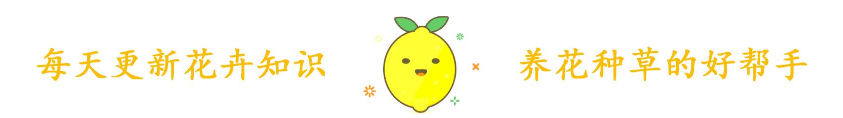 芦荟施肥春夏秋冬,芦荟正确的施肥方法