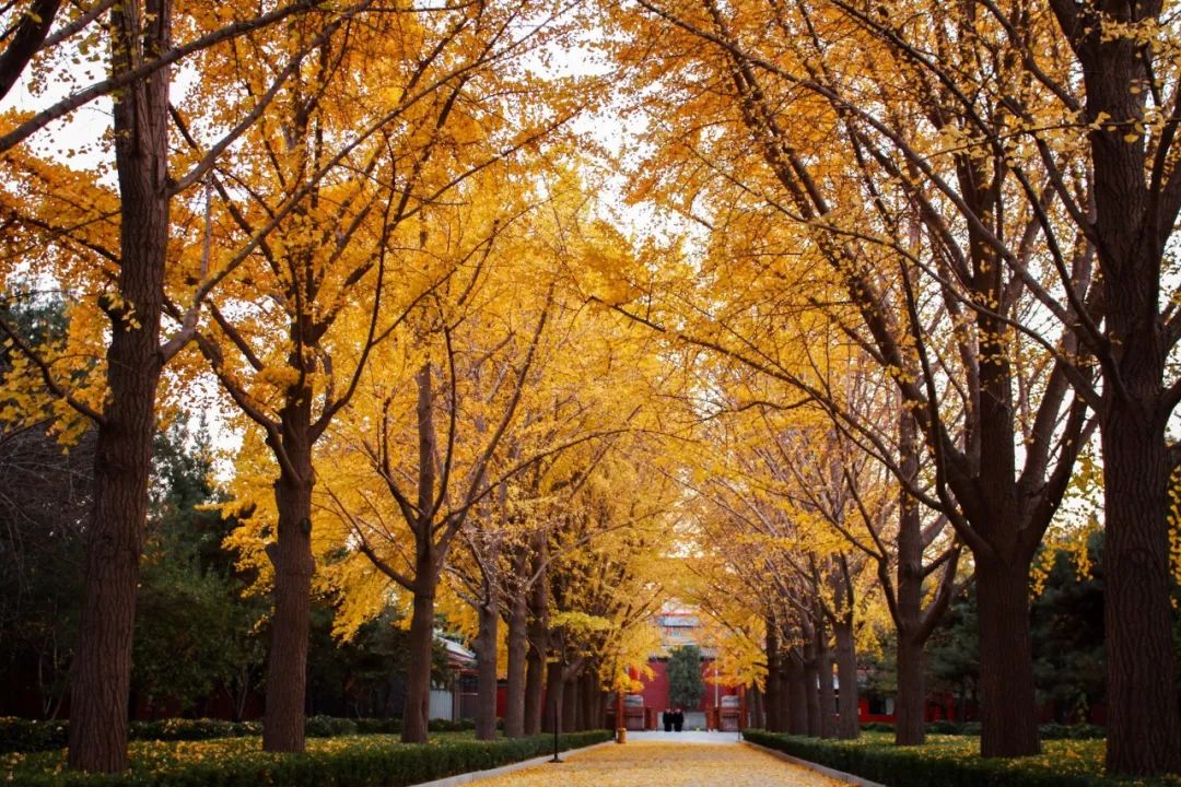北京周边美丽的地方,初秋北京周边适合去的景点推荐