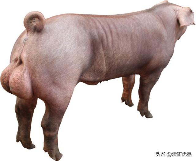 仔猪抖抖病用什么药,仔猪抖抖病怎么治疗最好