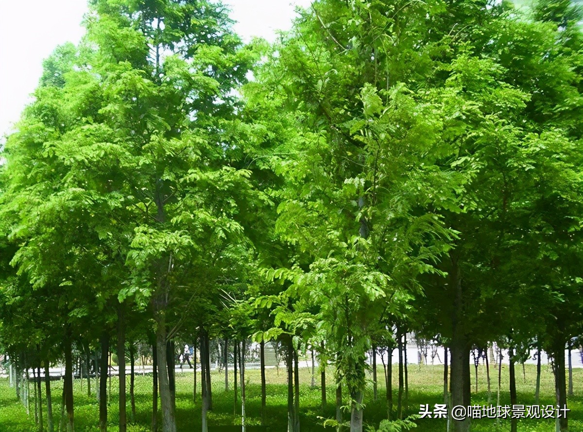 耐旱耐盐碱植物有哪些,耐盐碱的植物有哪些