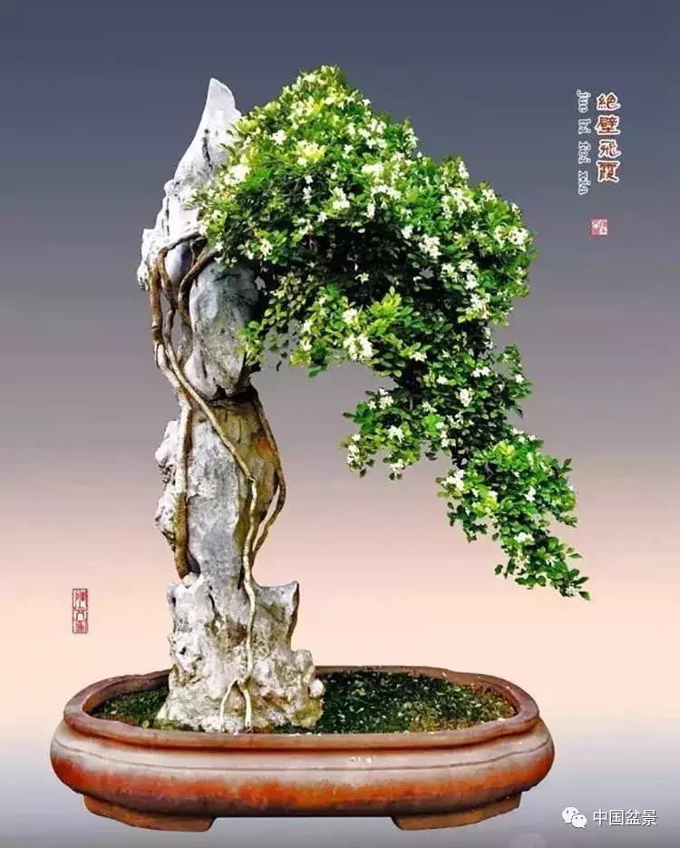 陈文图老师,陈文图盆景欣赏