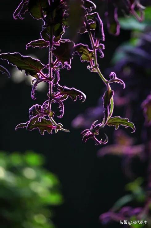 紫背天鹅绒盆栽怎么繁殖,绒叶竹芋怎么养