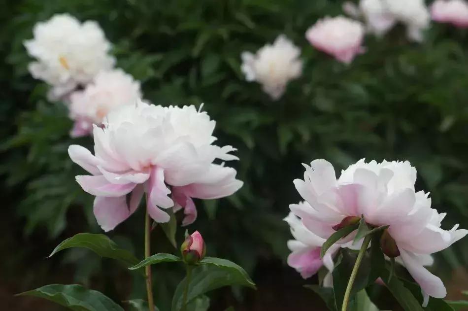 100种百花图谱大全,好书推荐快来领取你的宝藏书单