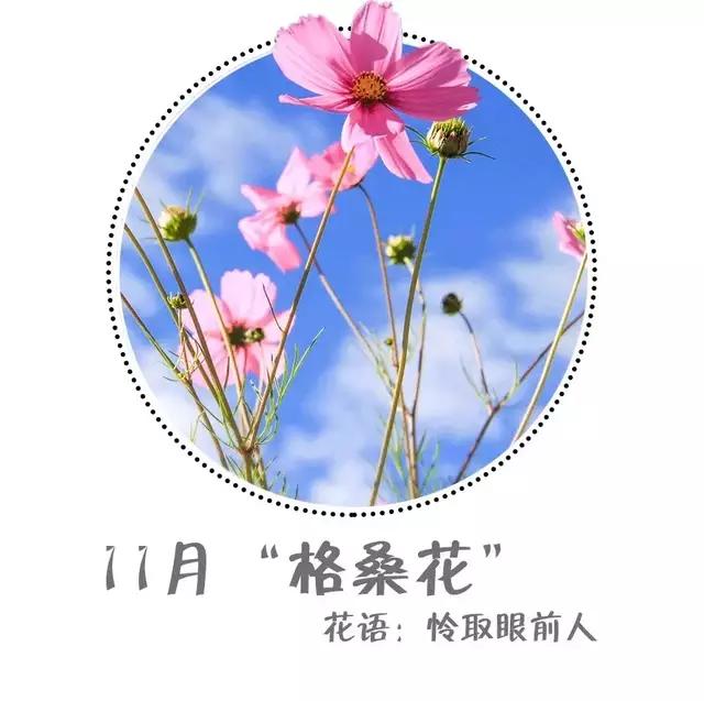魔都四月赏花,魔都春季赏花好地方